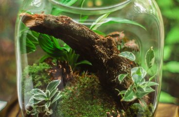 pexels-katarzyna-modrzejewska-1466434